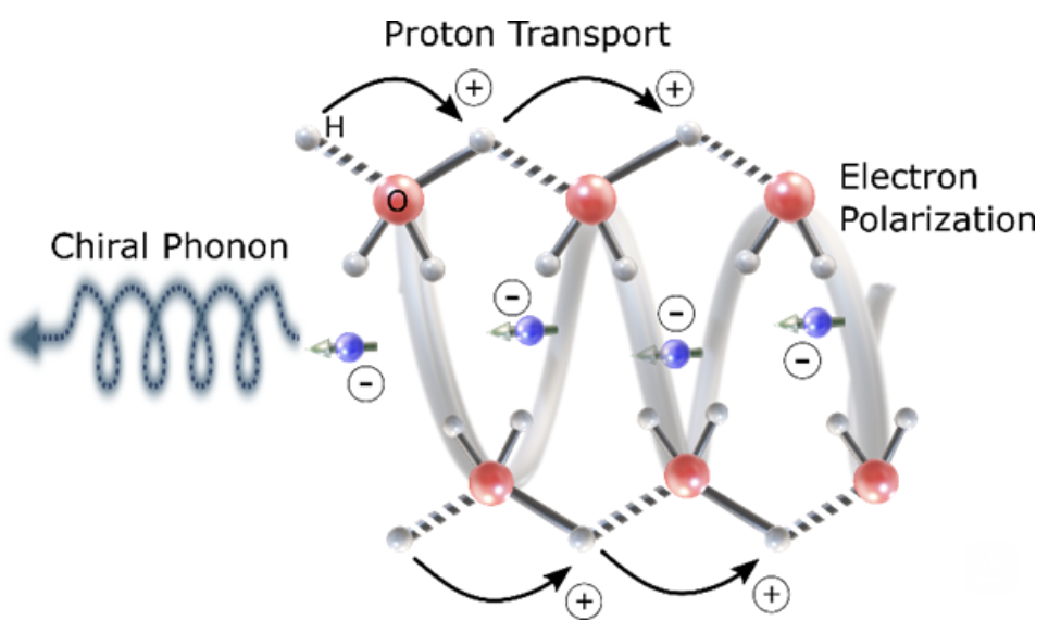 quantum effects in cells